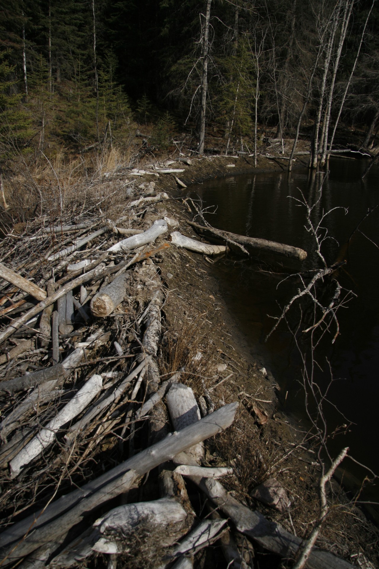 beaver dam pond free photo