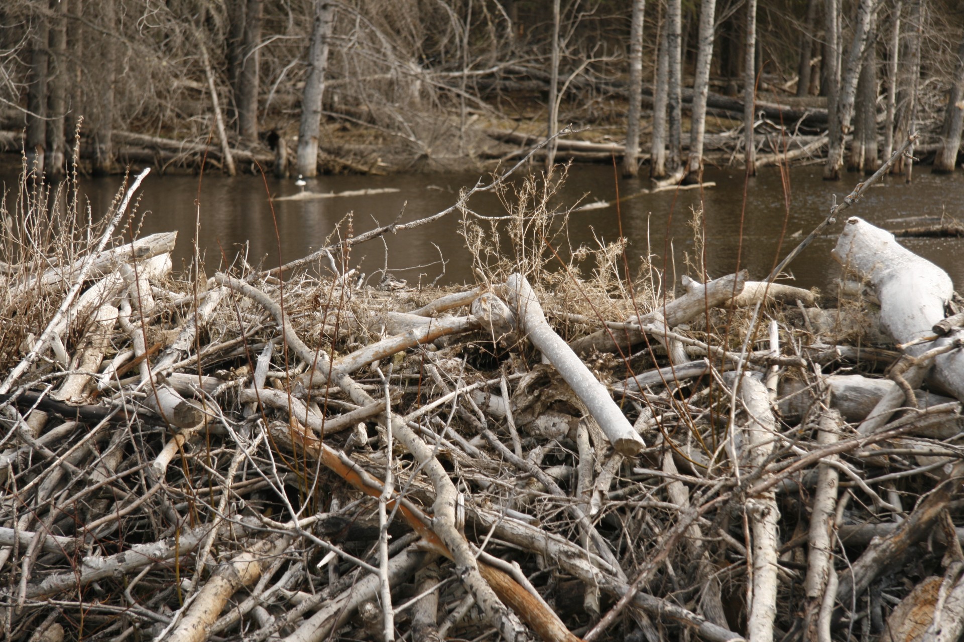 beaver dam pond free photo