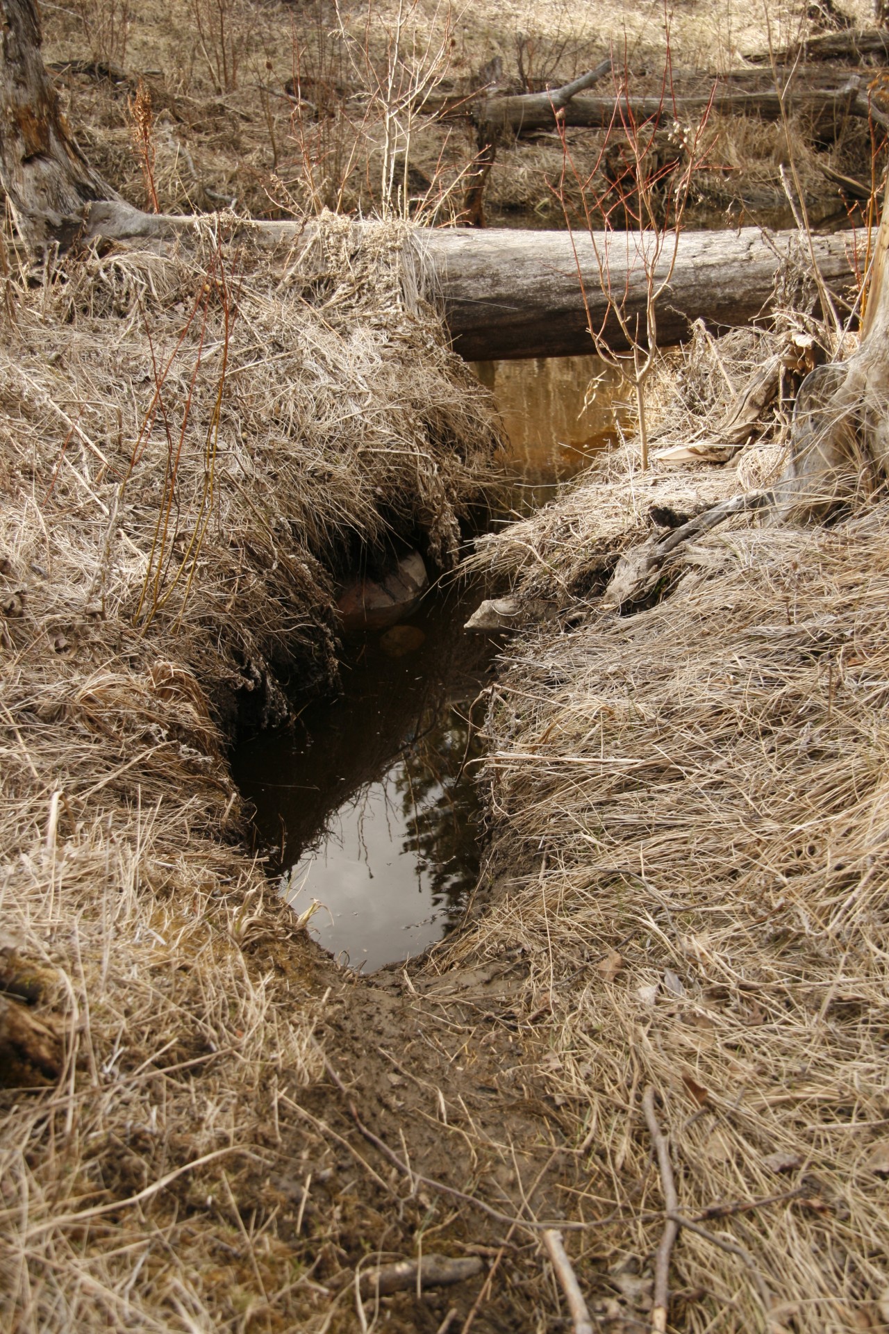 beaver dam trail free photo