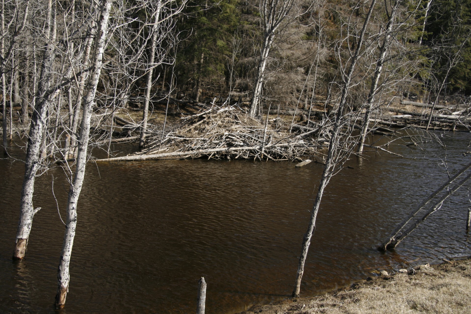 beaver lodge pond free photo
