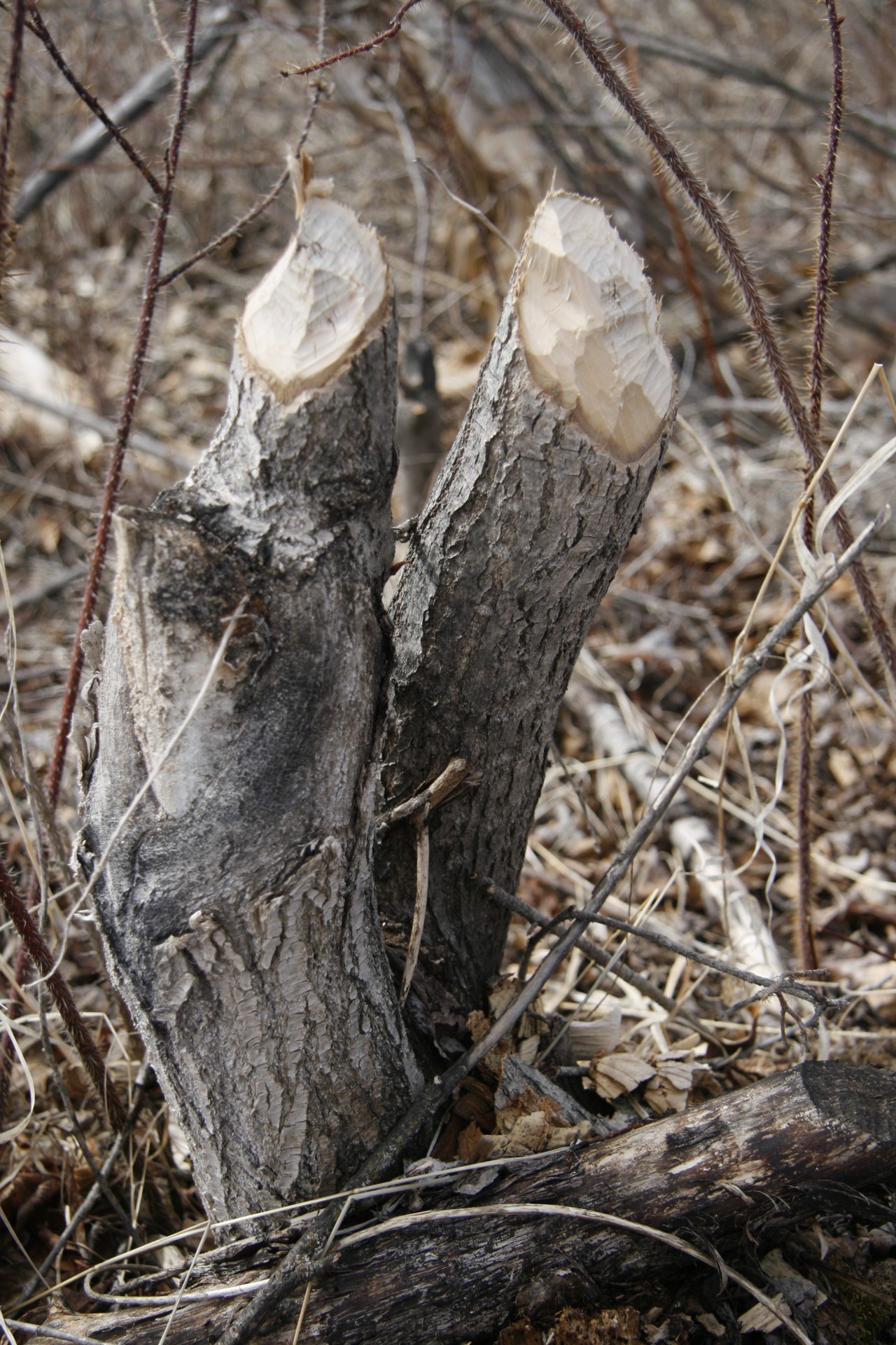 beaver tree cut free photo