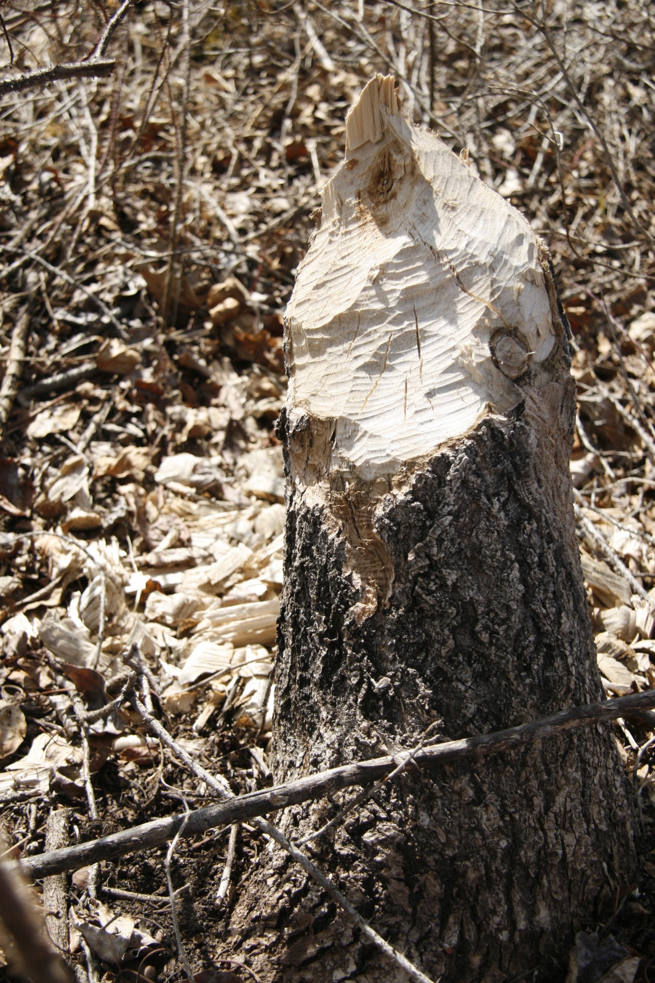 beaver tree cut free photo