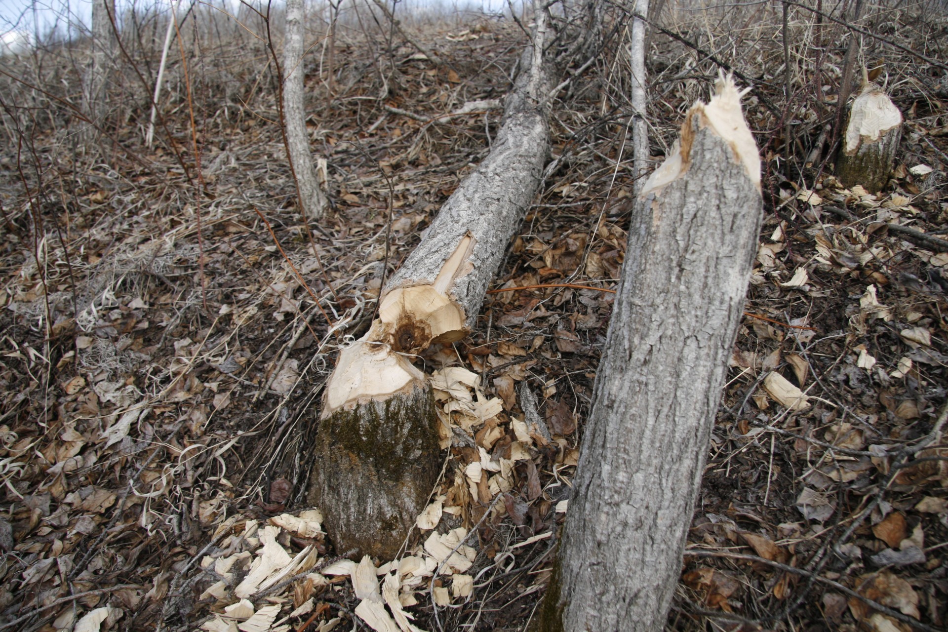 beaver tree cut free photo