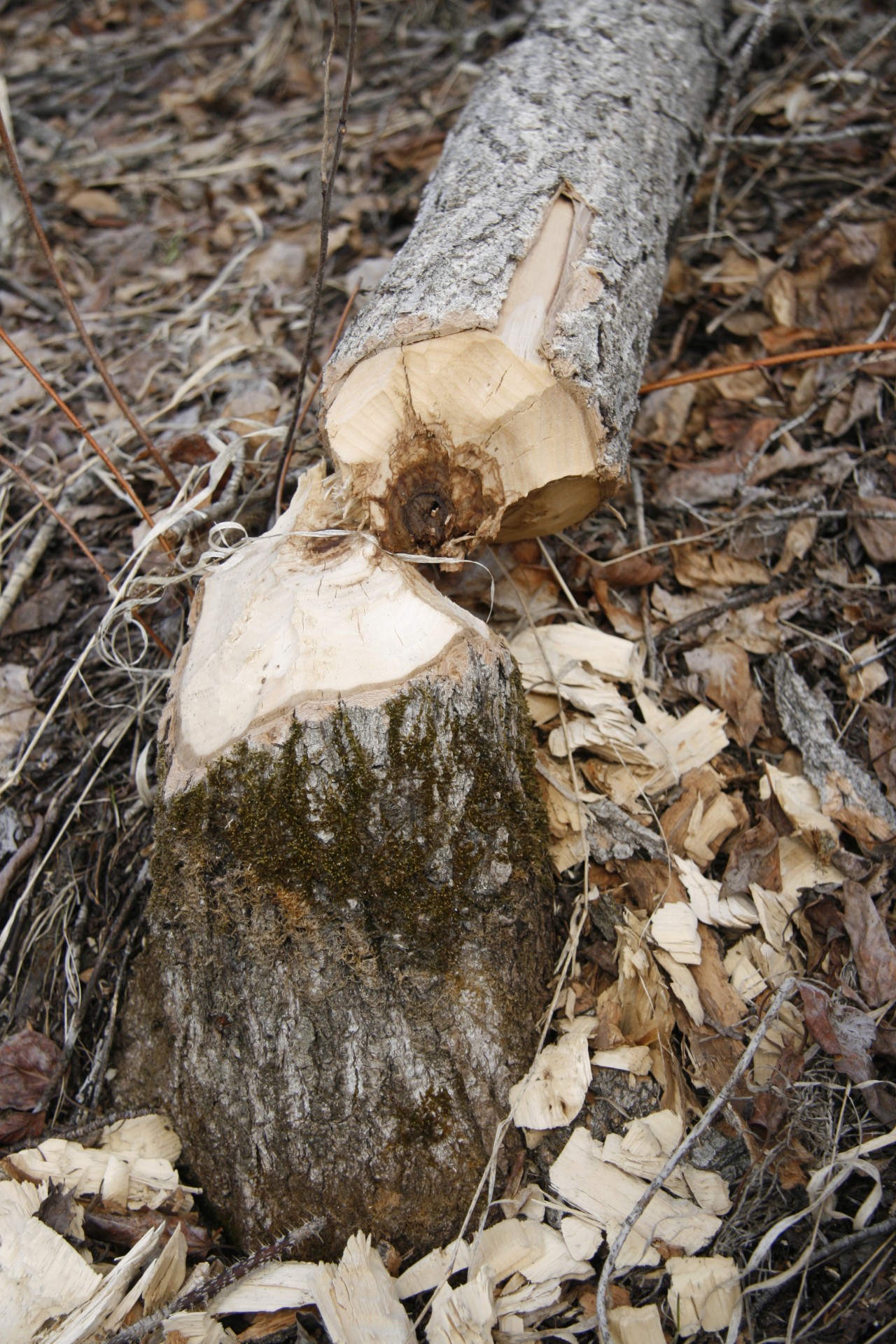 beaver tree cut free photo
