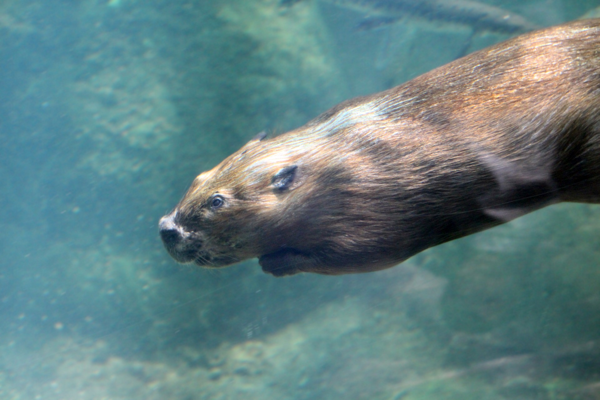 beaver swim swimming free photo