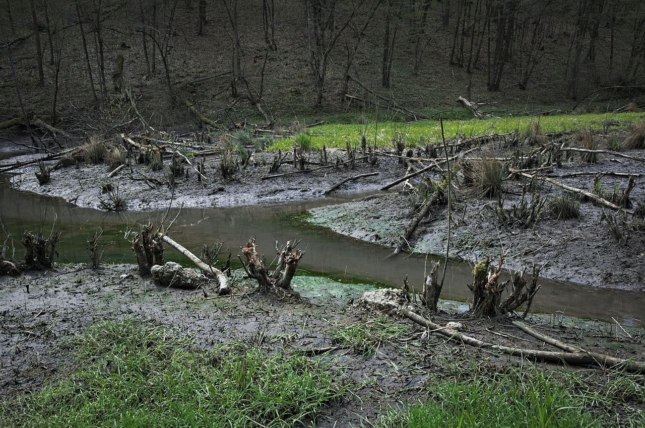 beavers landscape flooding free photo