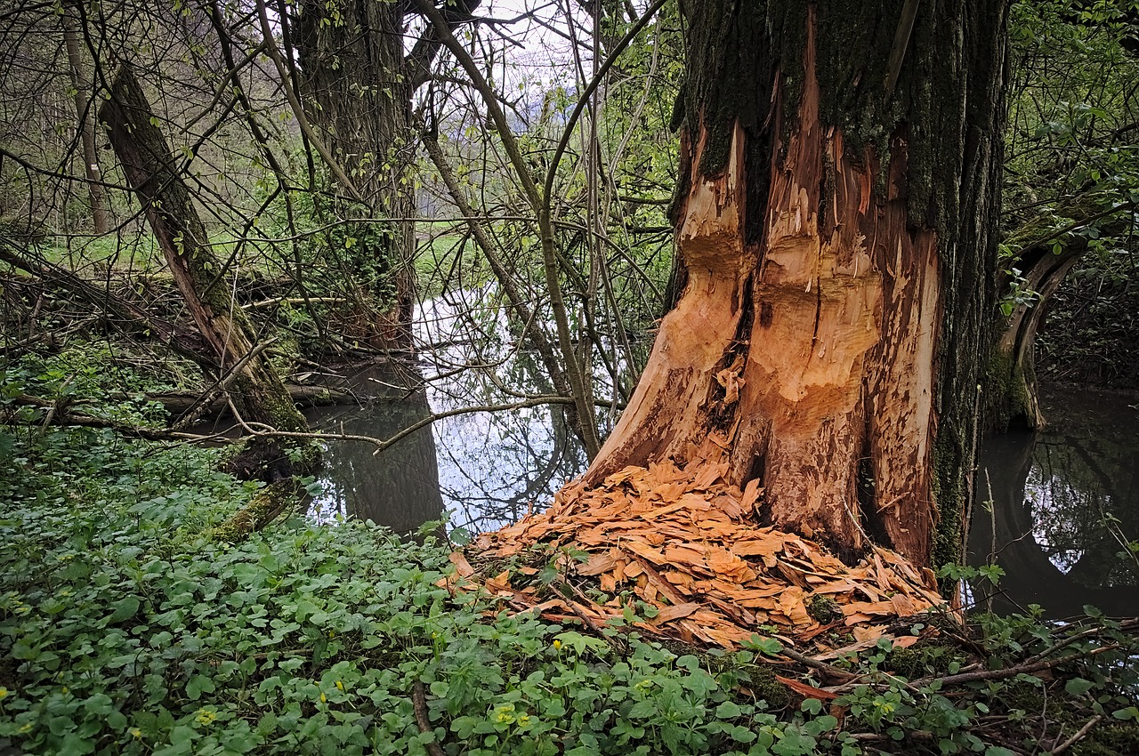 beavers podgryzanie tree free photo