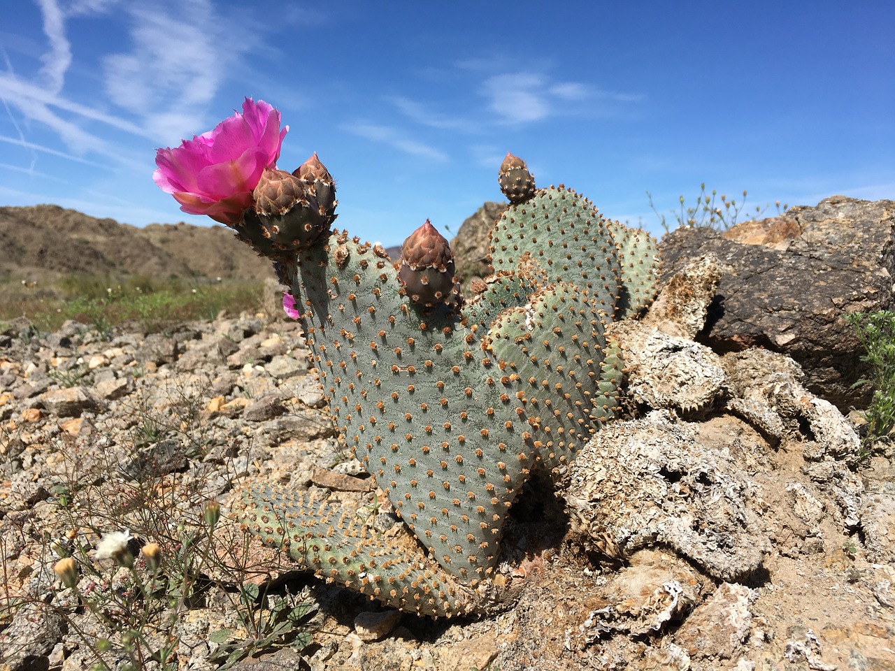beavertail cactus desert free photo