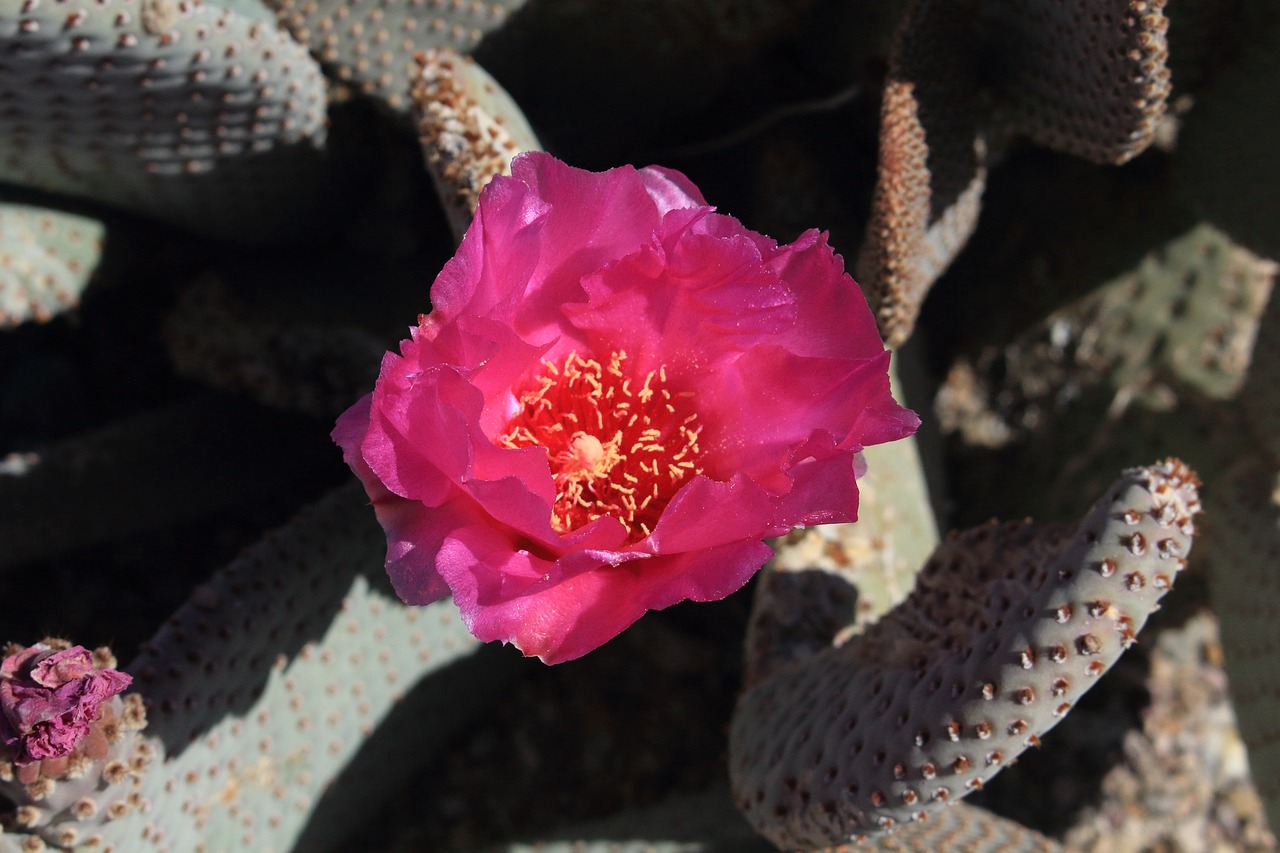 beavertail  cactus  southwestern free photo
