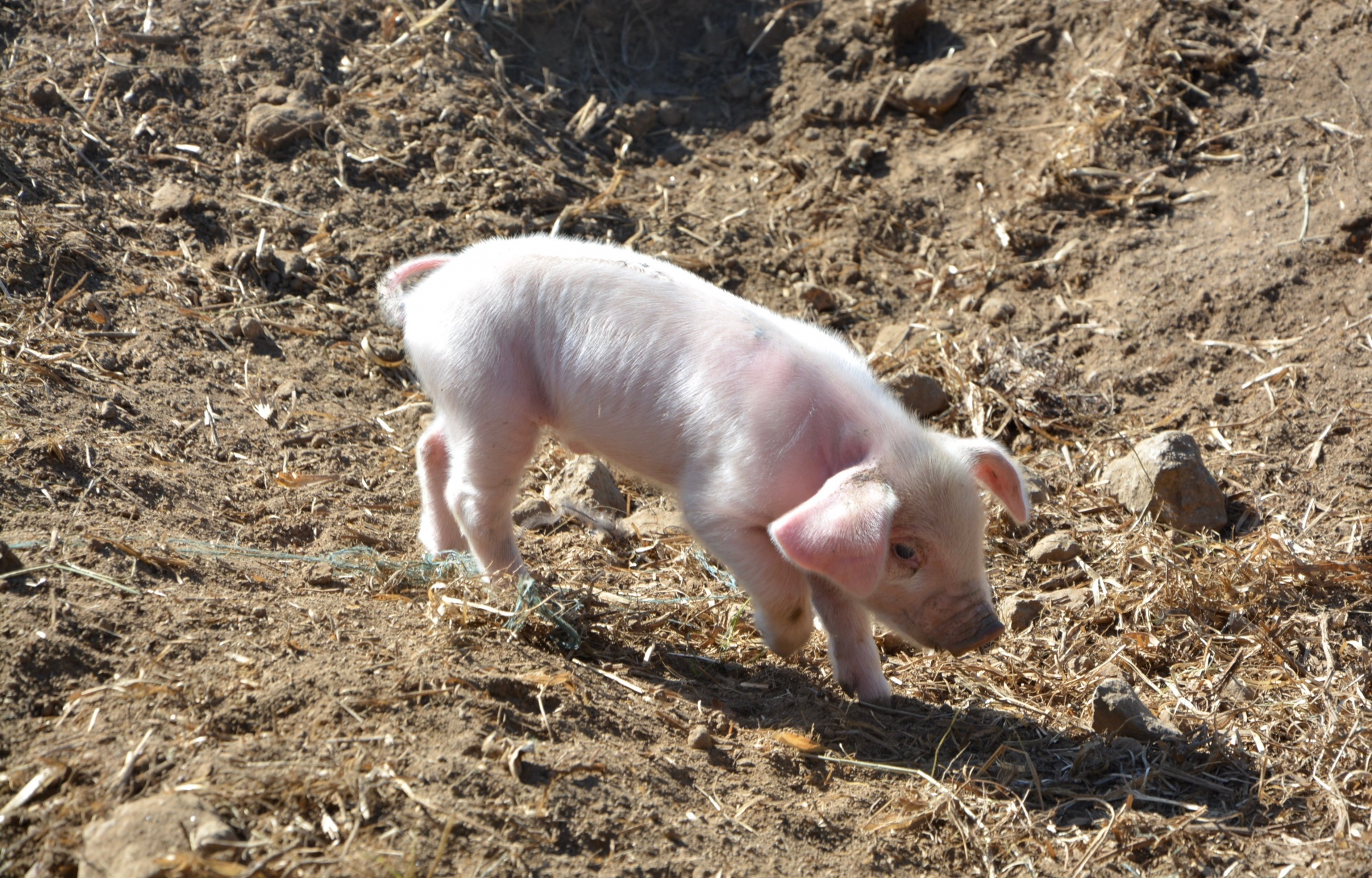 baby pig pink free photo