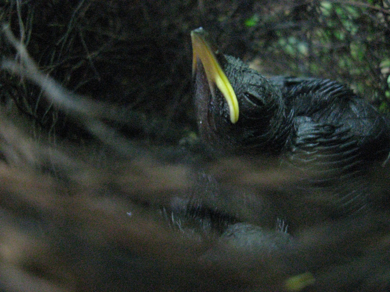 chick nest baby free photo