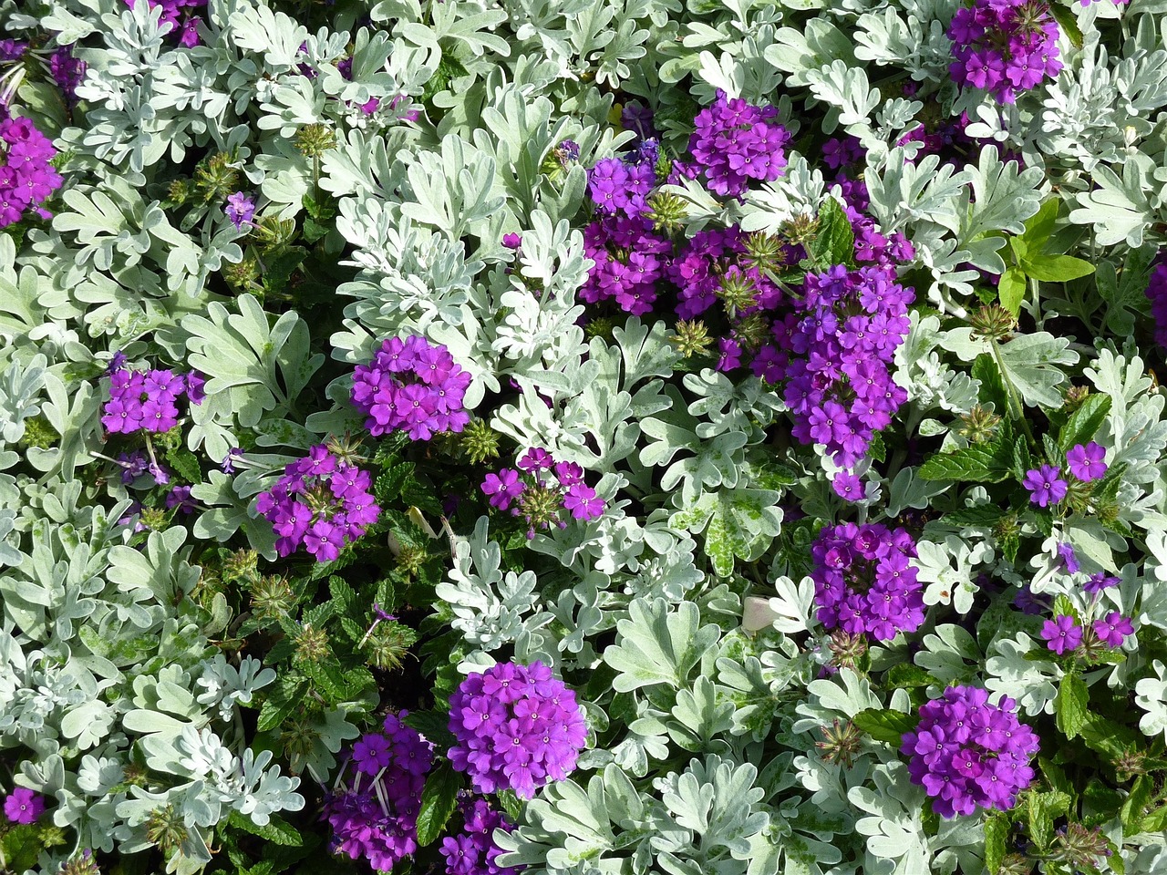 bed purple garden free photo