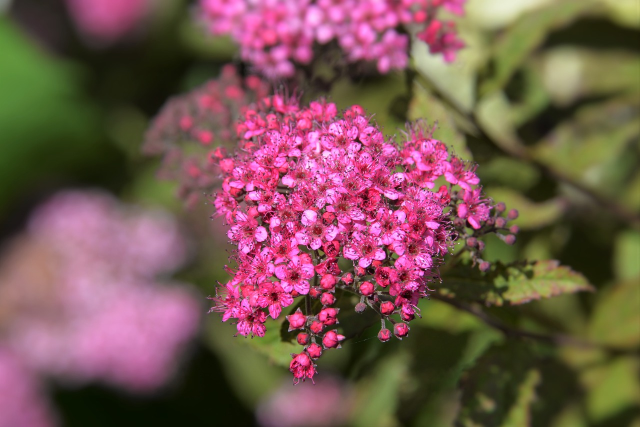 shrub flowers flowers red free photo