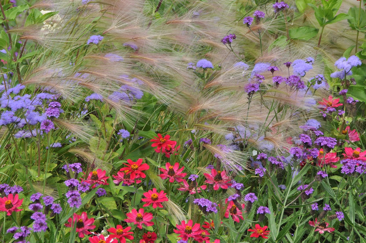 bed flowers cottage garden free photo