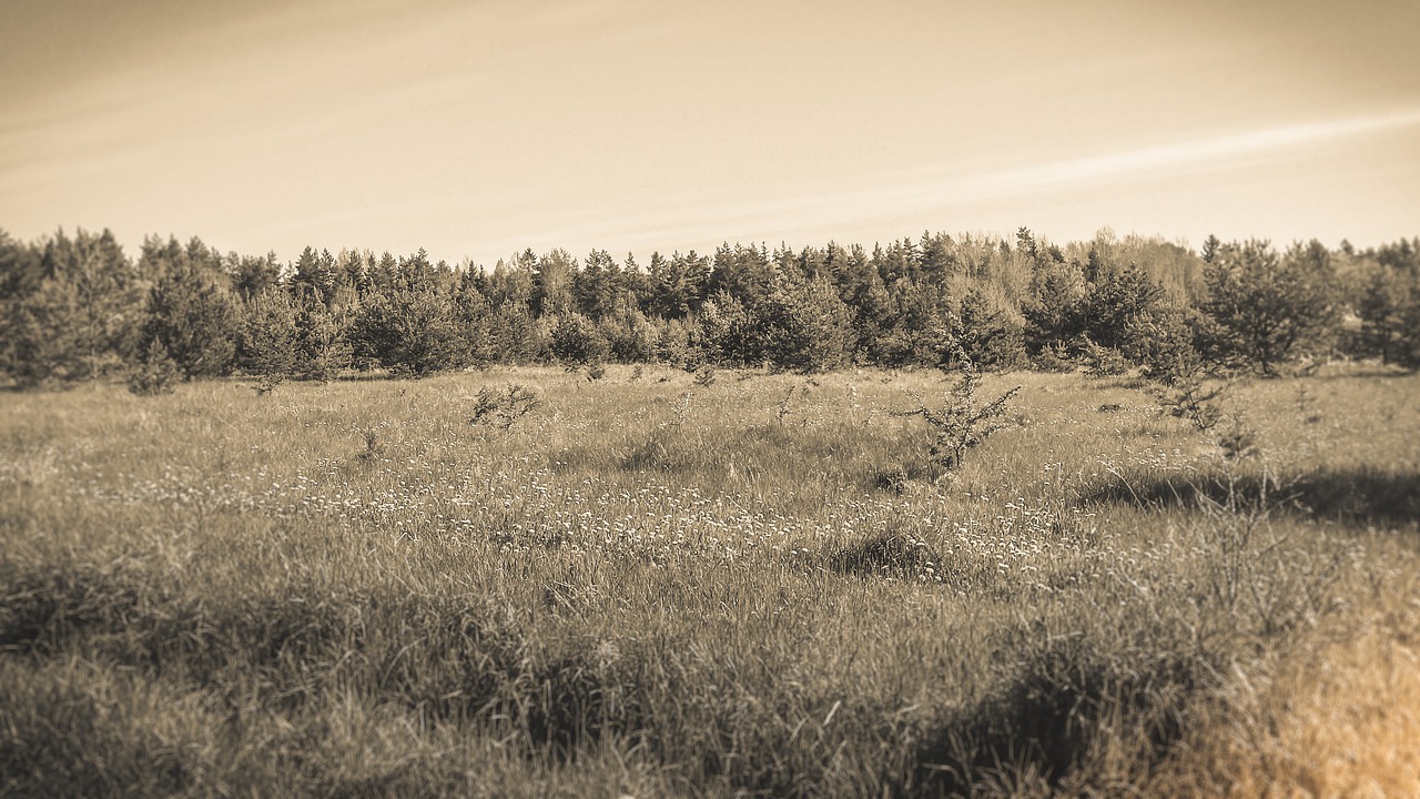 bed  grass  nature free photo