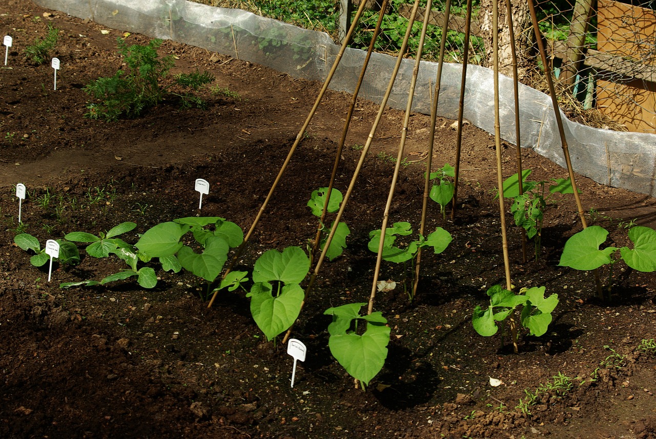 bed beans garden free photo