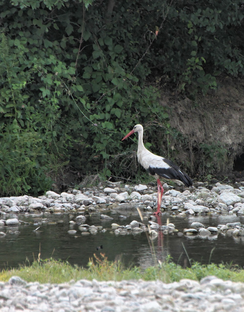 bed river stork free photo