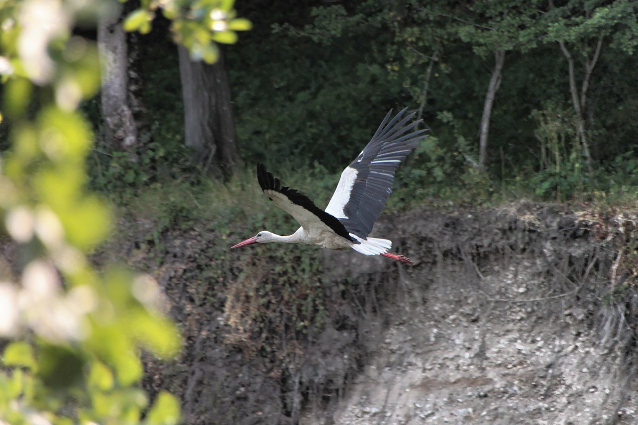 bed river stork free photo