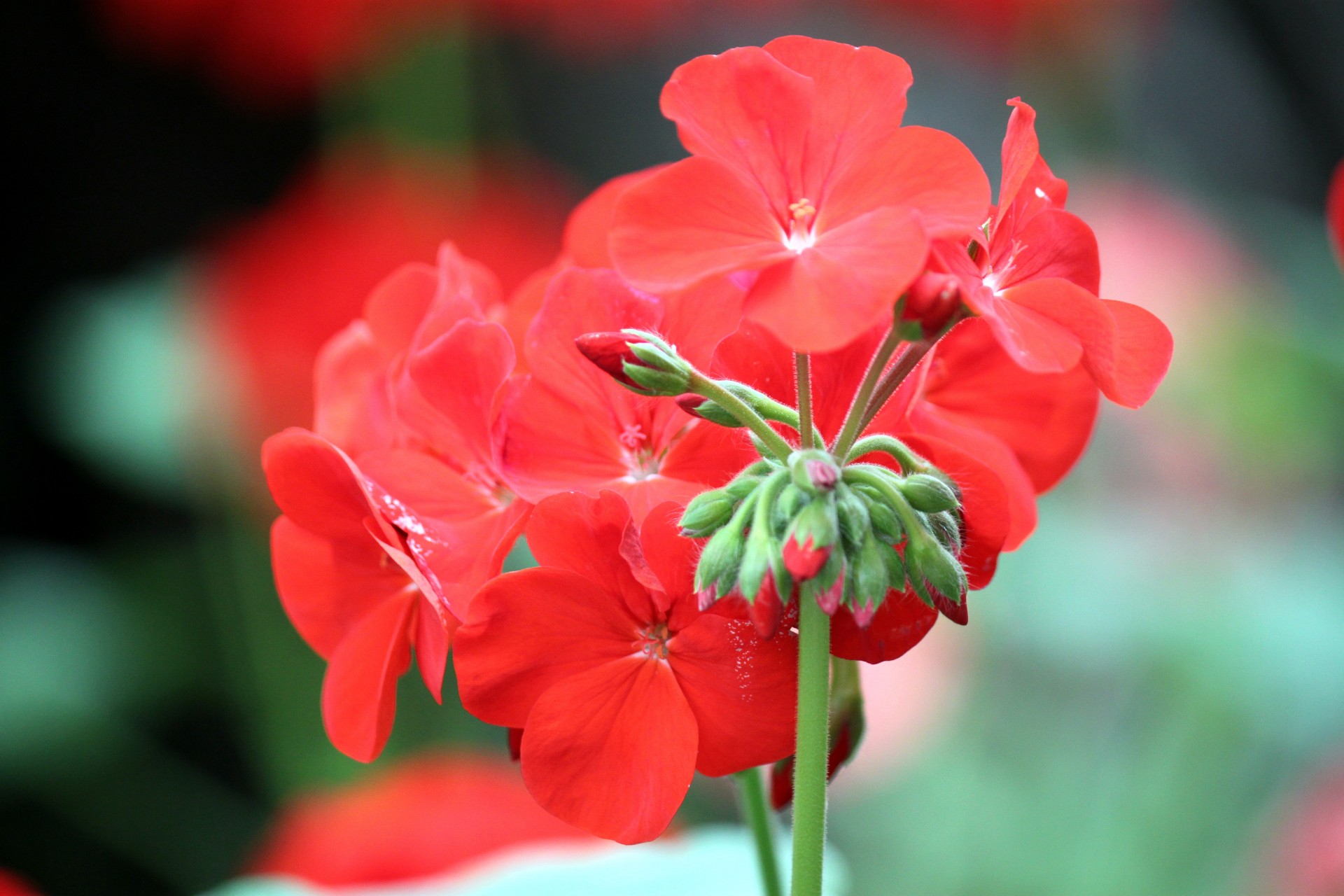 bed begonia flower free photo