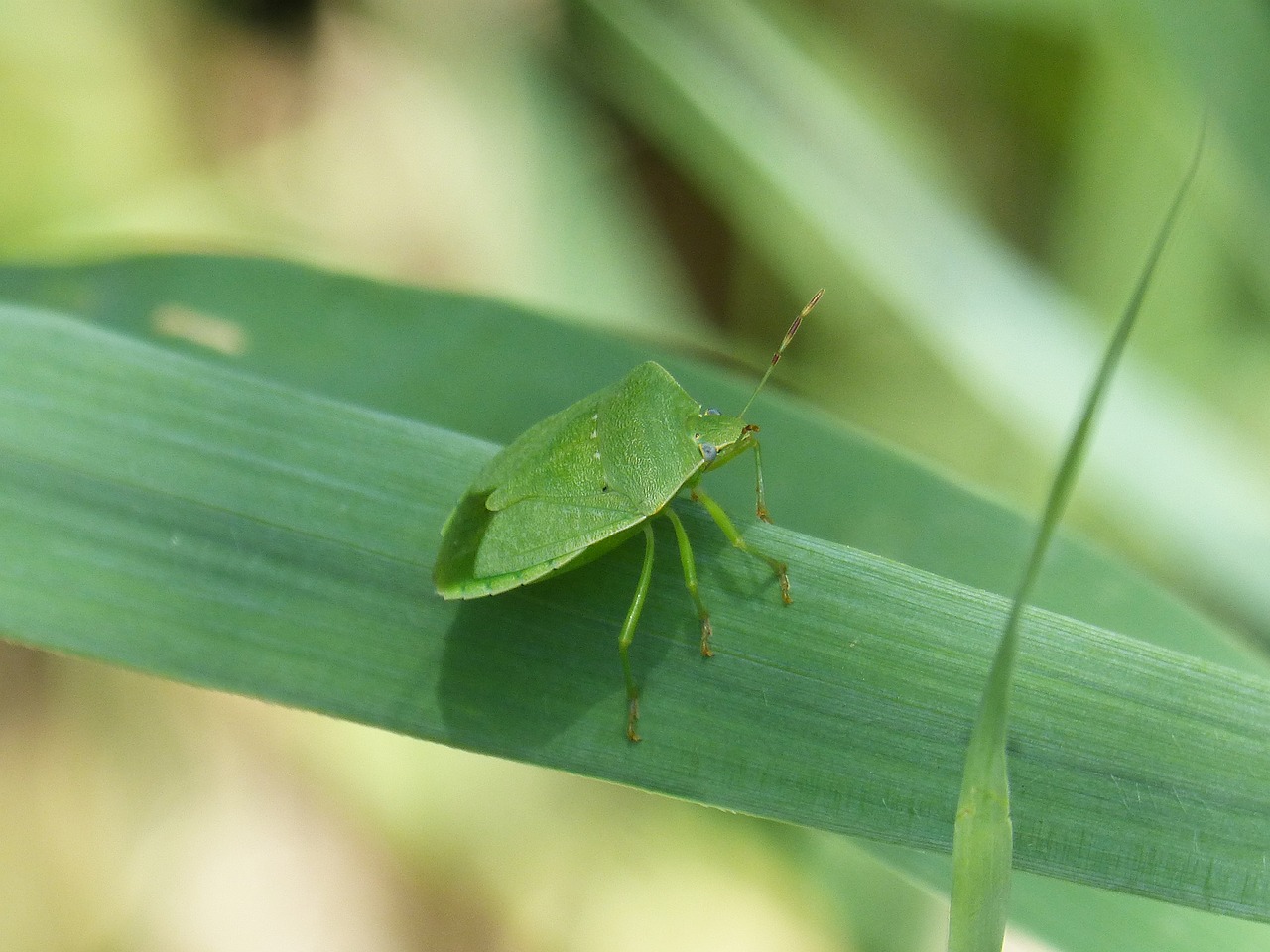 bed bug stinky  southern green  nezara viridula free photo