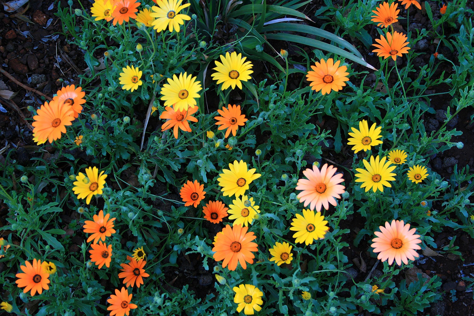 bed flower orange free photo