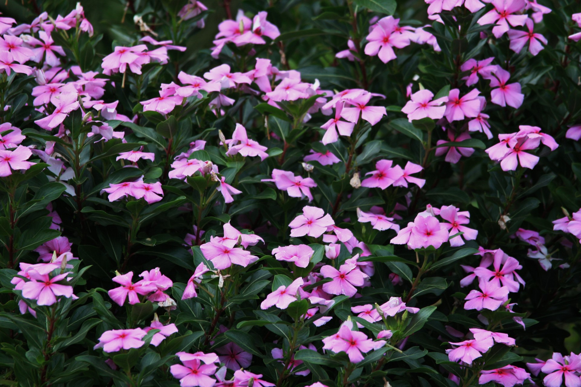 flowers pink periwinkle free photo