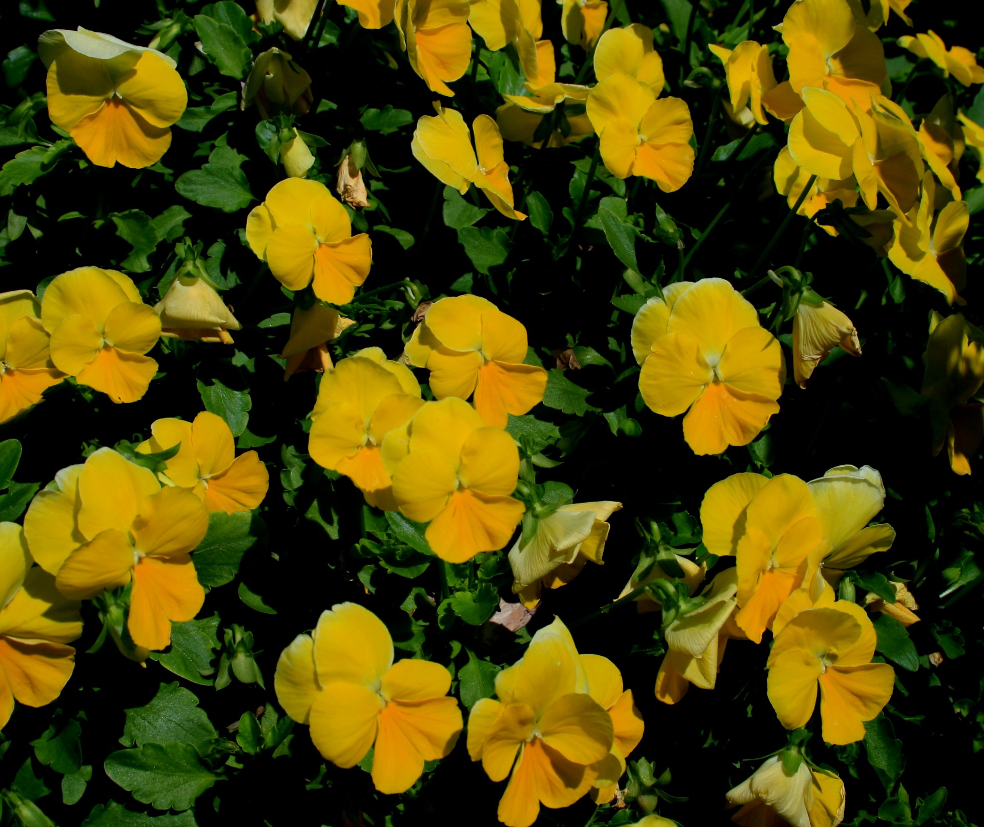 flowers pansies yellow free photo