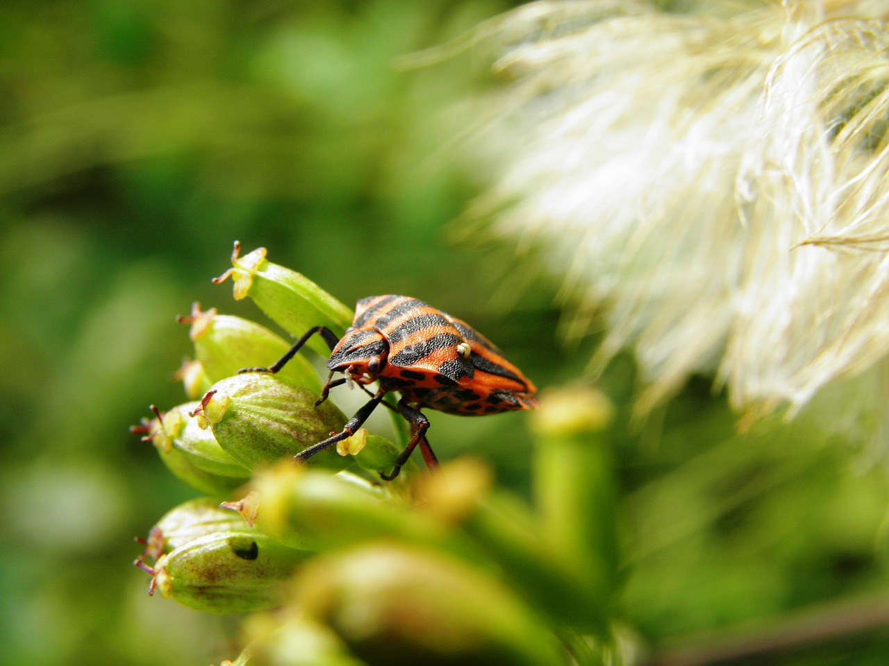 bedbugs beetle insect free photo
