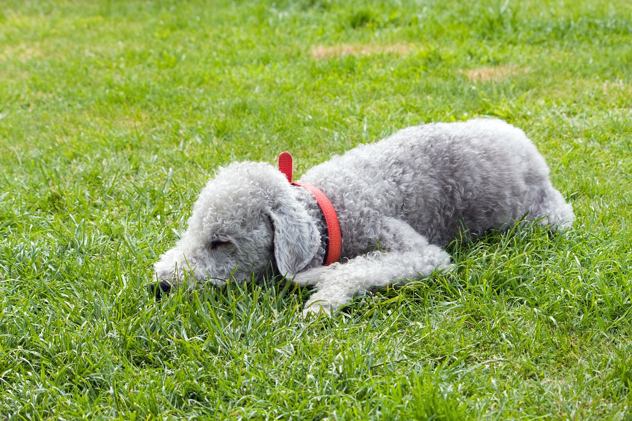 bedlington terrier dog pet free photo