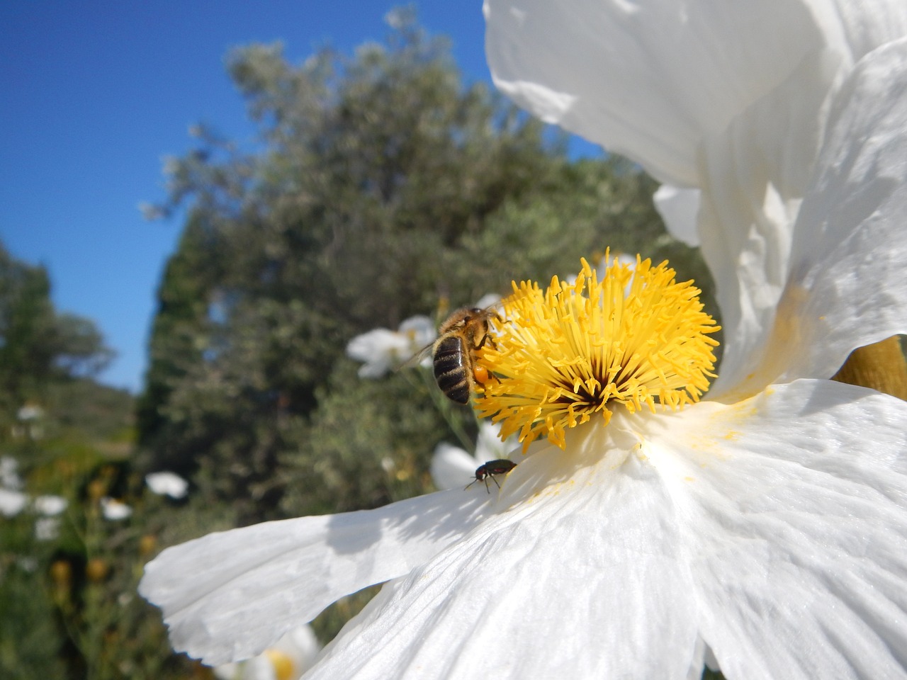 bee flower nectar free photo