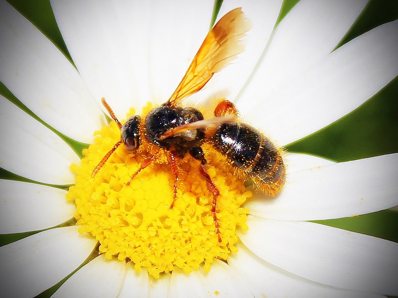 bee flower pollen free photo