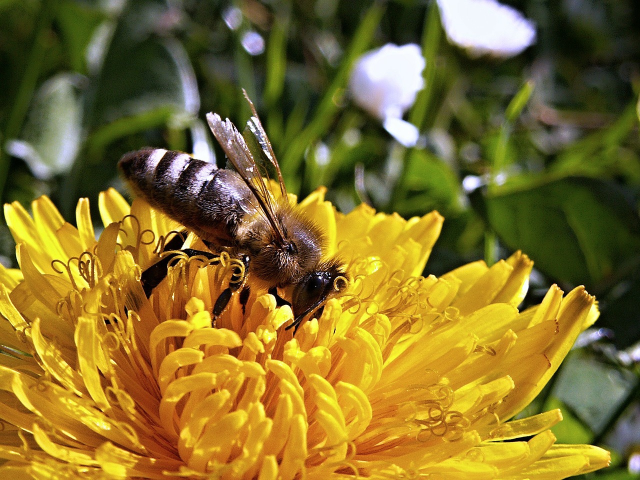 bee dandelion macro free photo