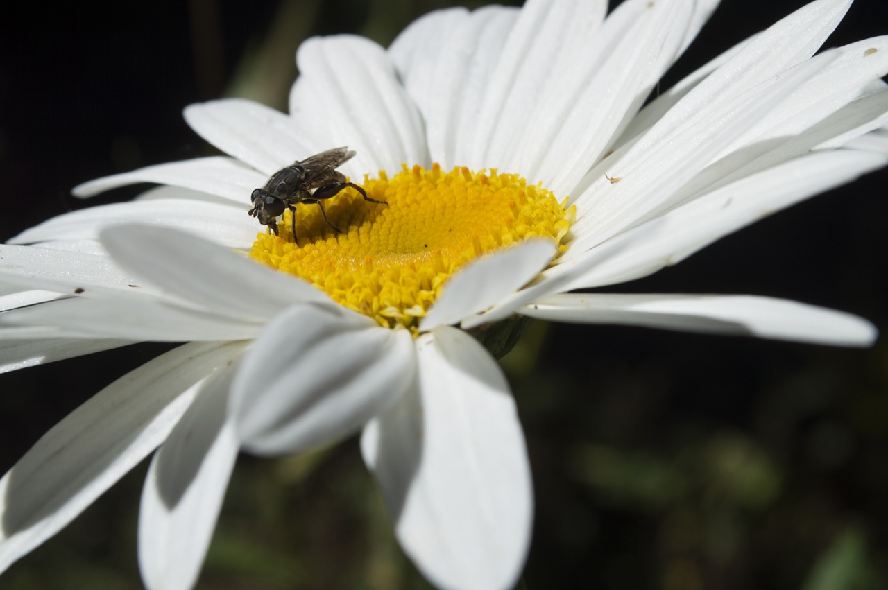 bee flower insect free photo