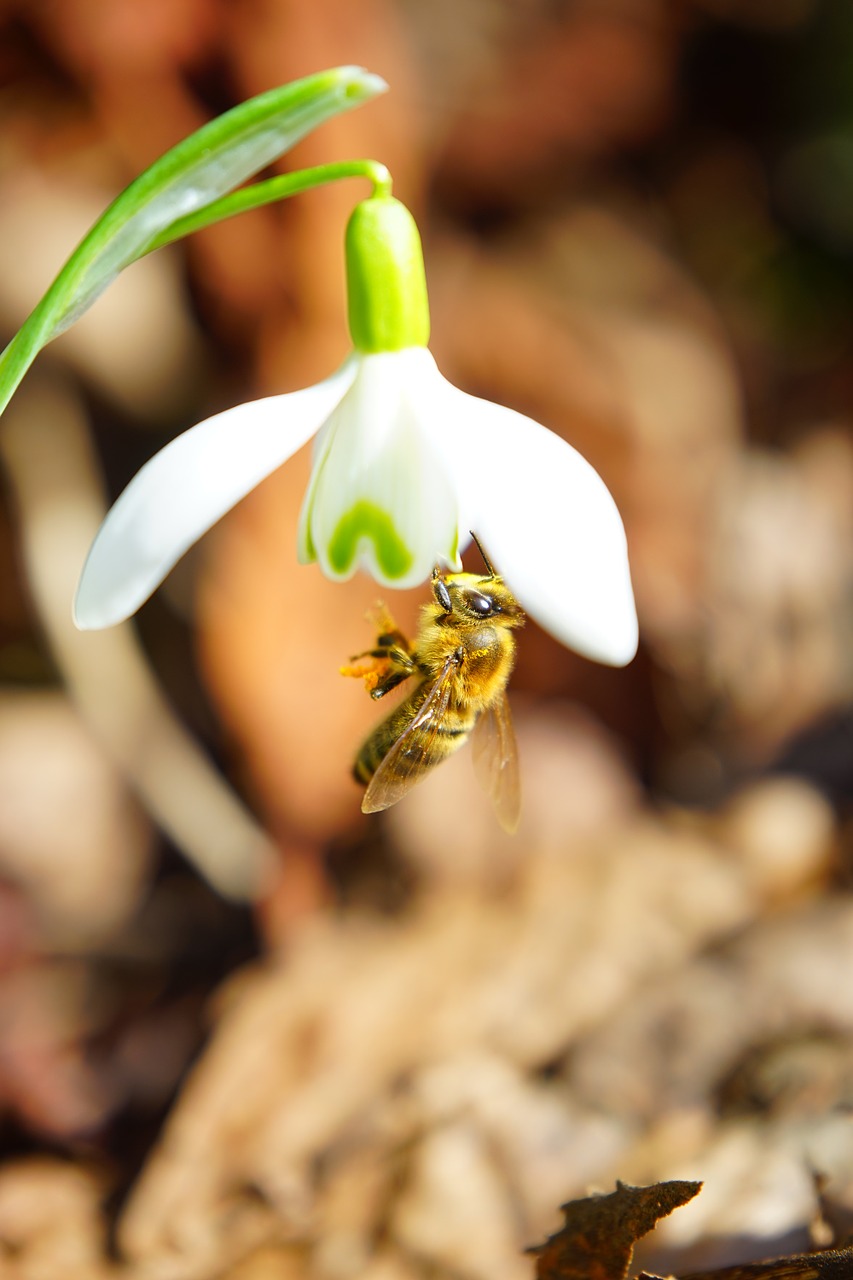bee pollination honey free photo