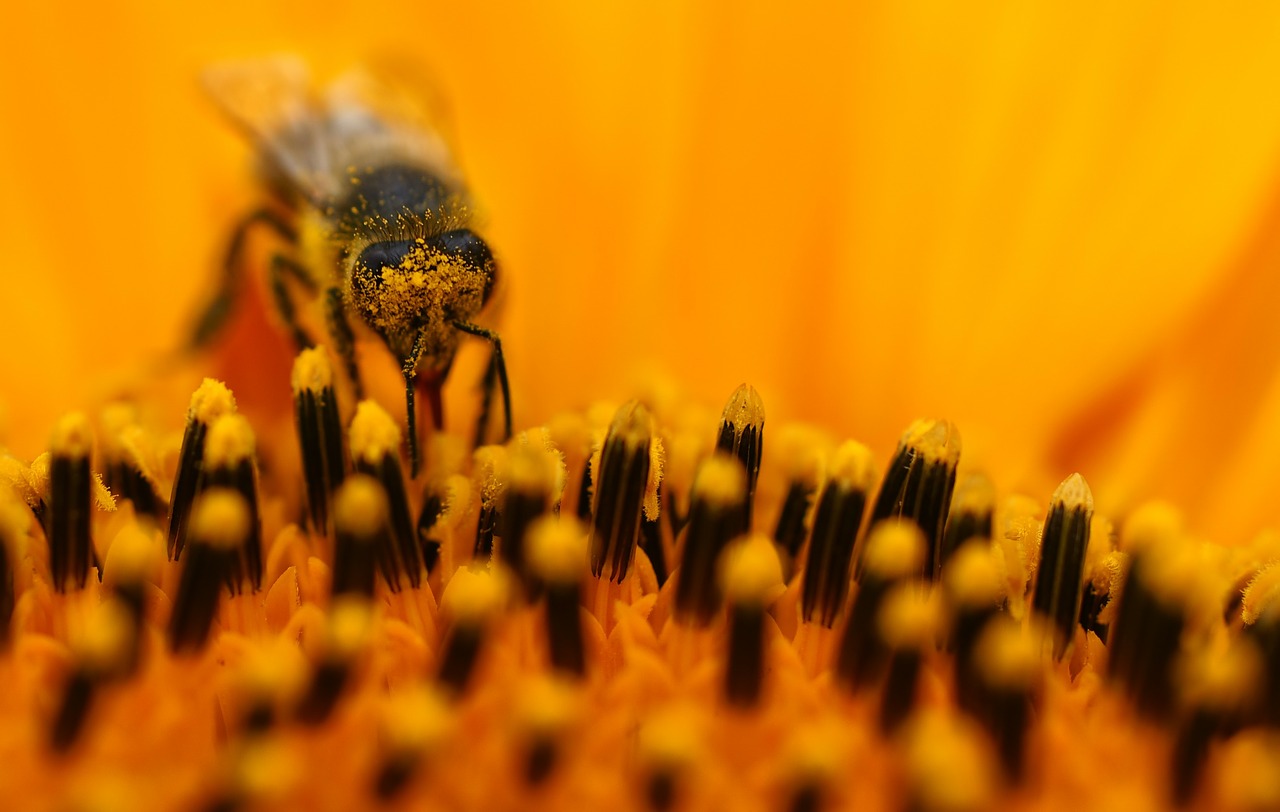 bee sun flower macro free photo