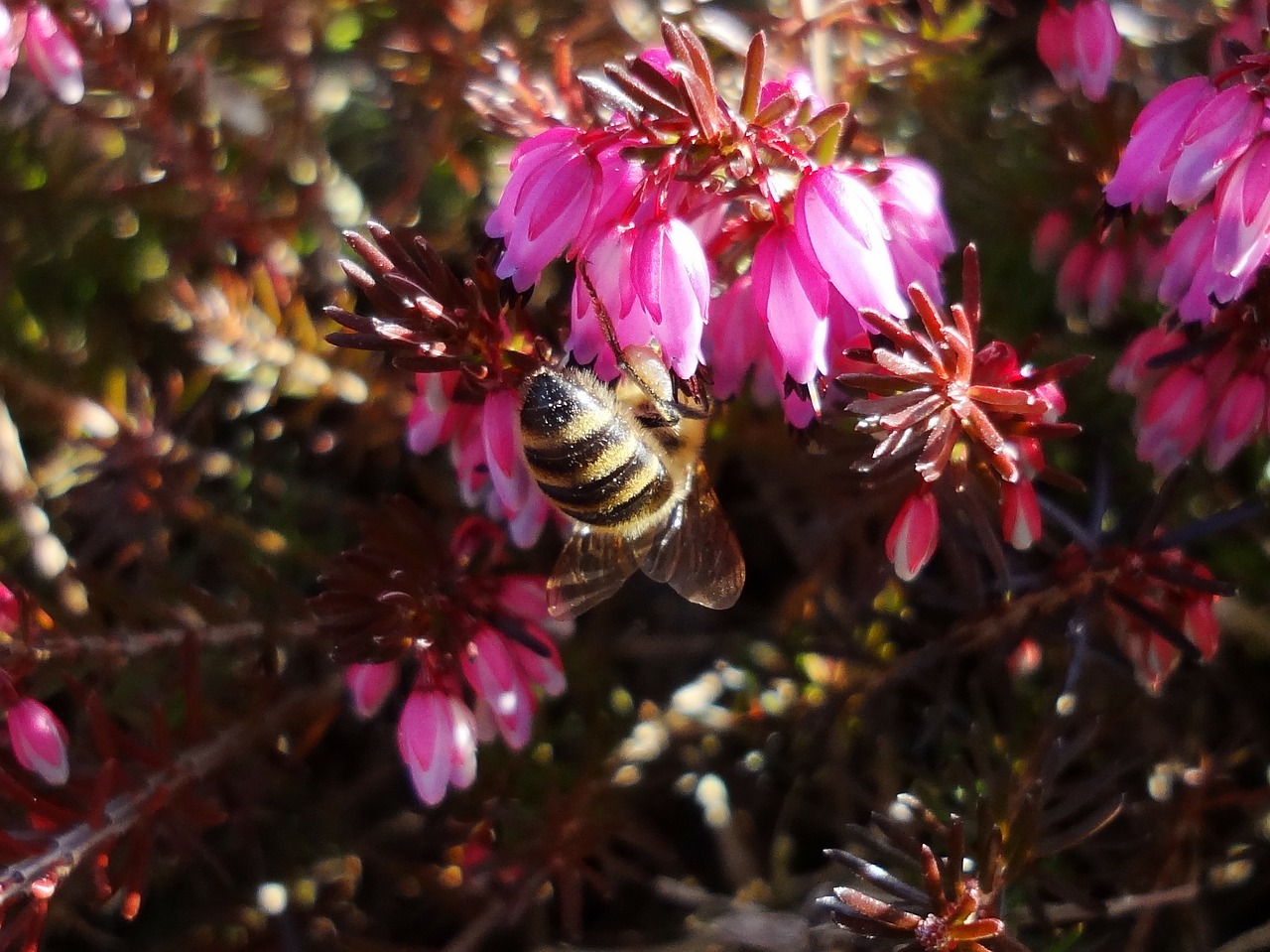 bee blossom bloom free photo