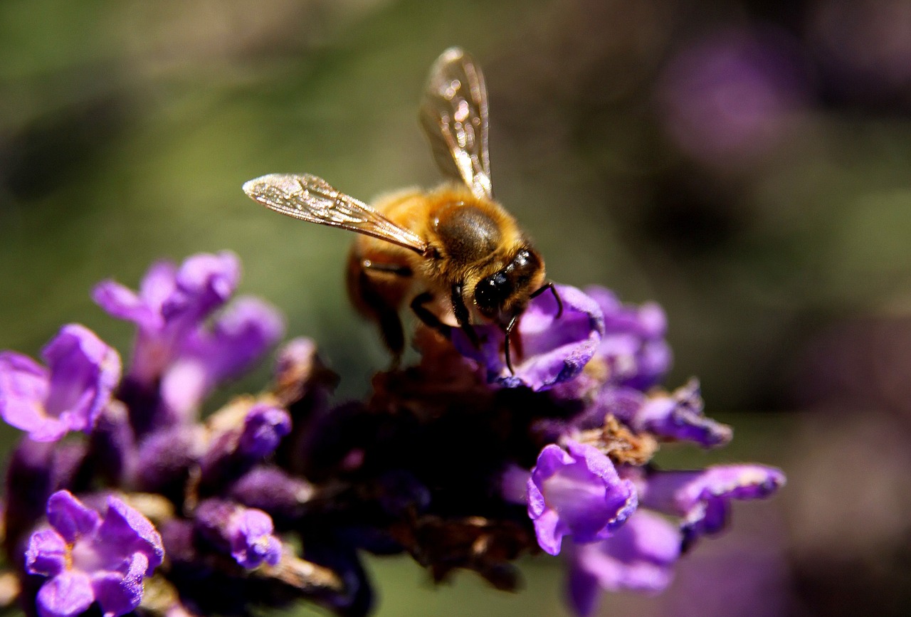 bee lavender wings free photo