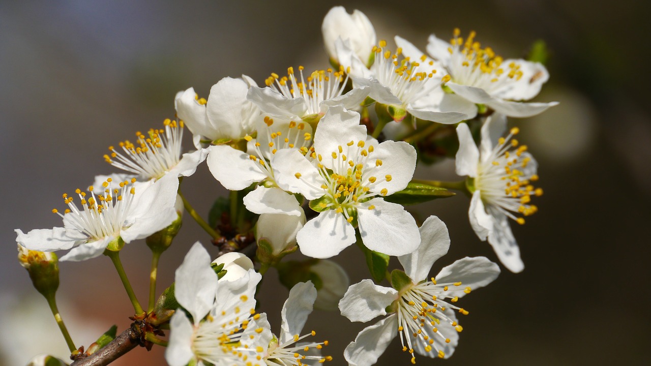 bee flower spring free photo