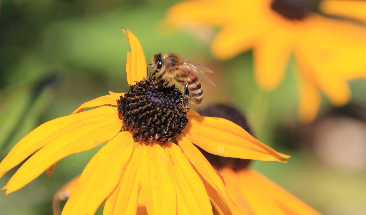 bee plant blossom free photo