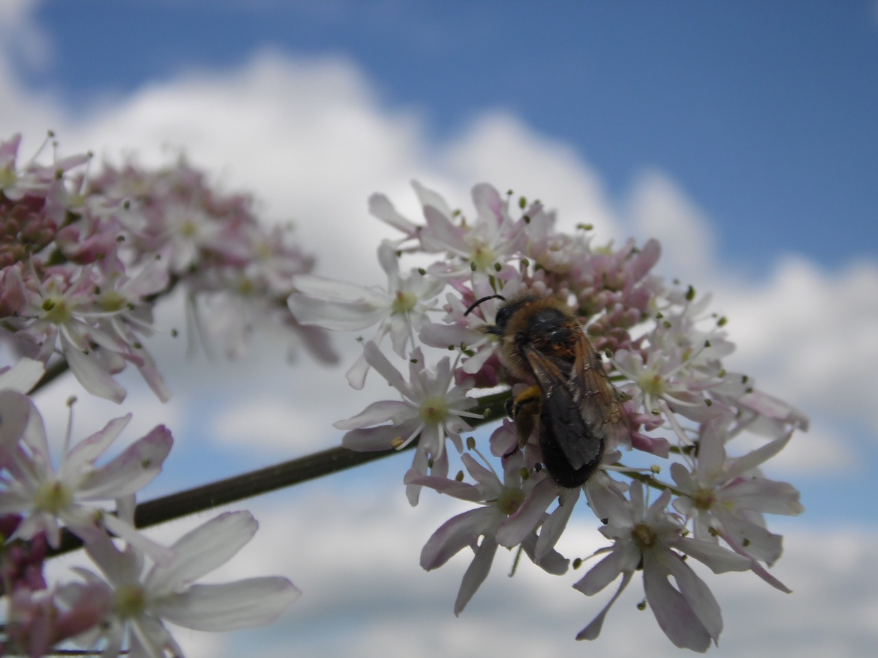 bee clouds sky free photo