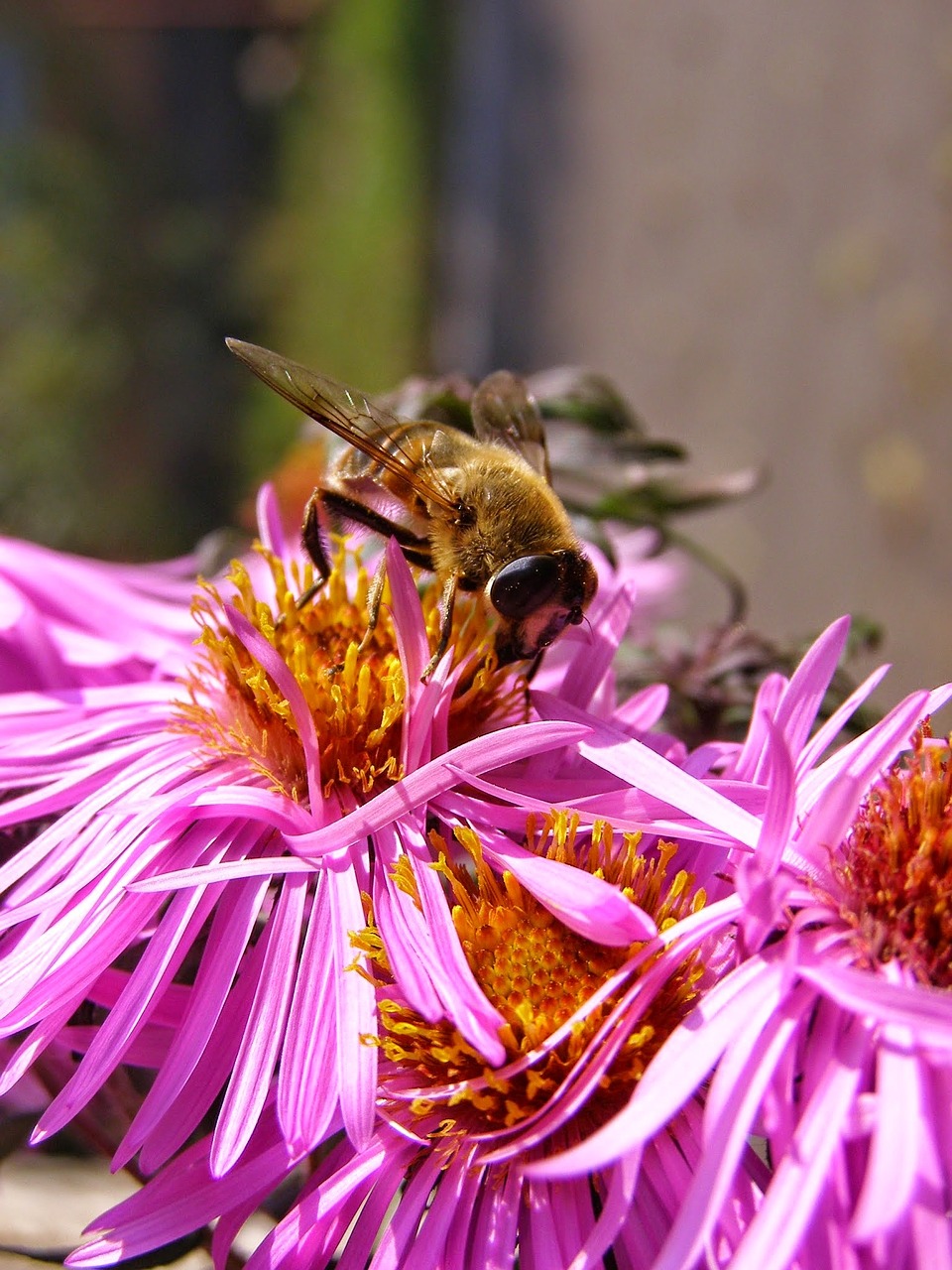 bee honey flower free photo
