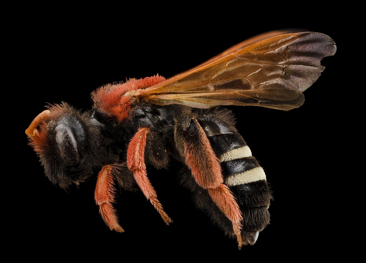 bee insect macro free photo
