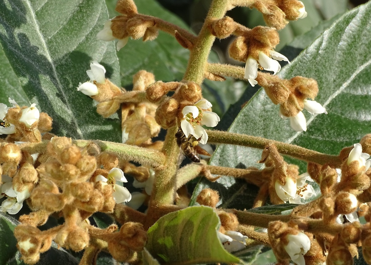 bee tree flower free photo