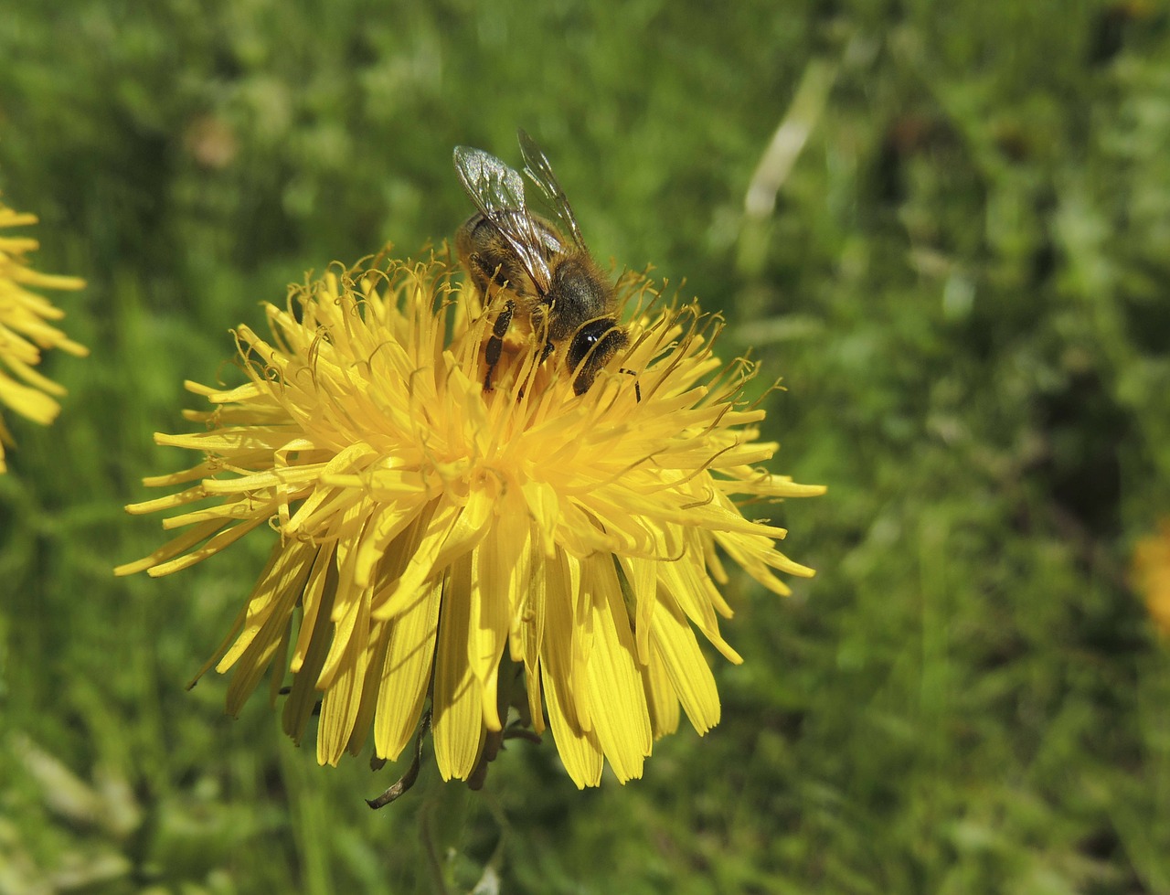 bee insect nectar free photo