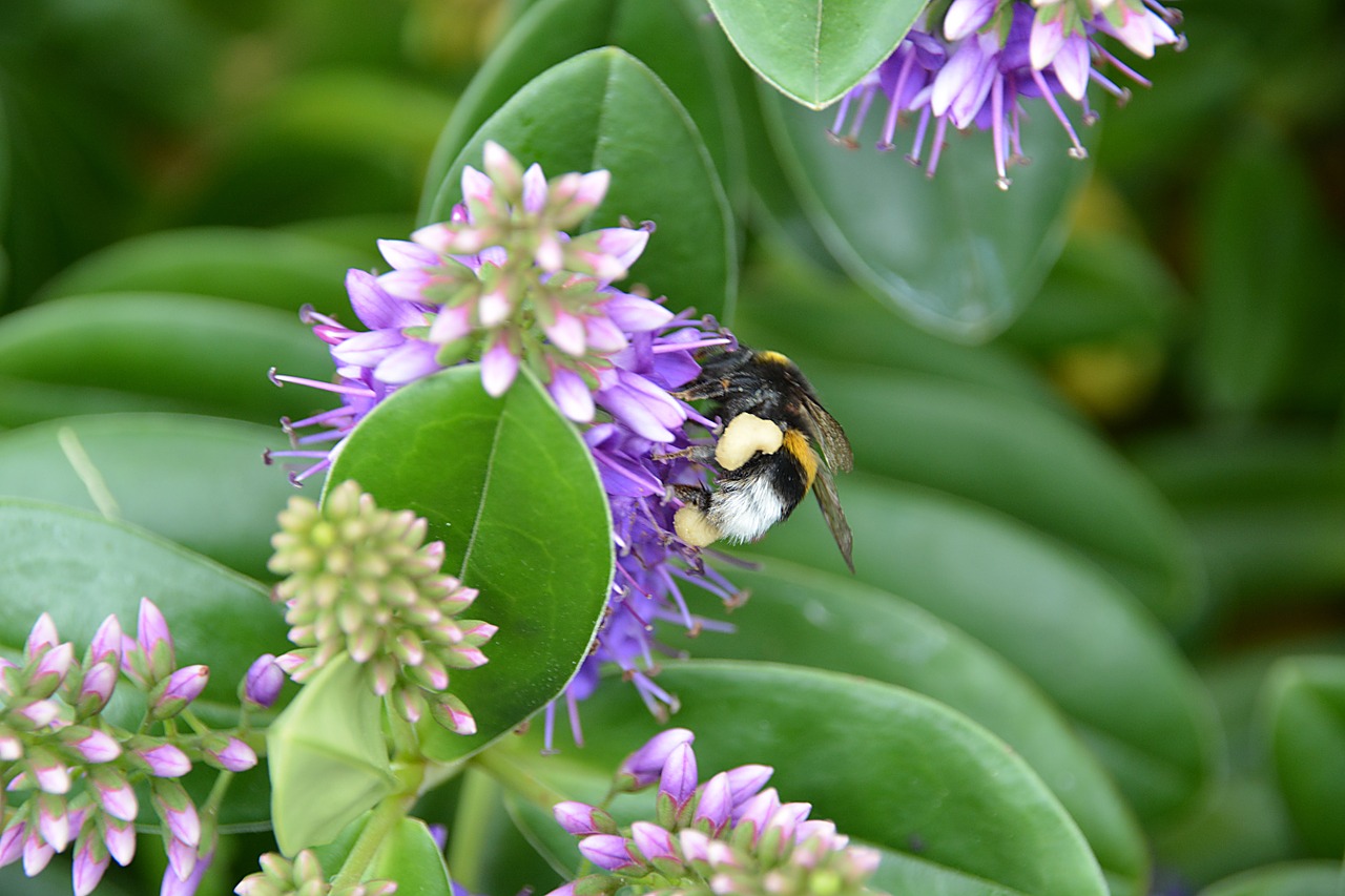 bee insect foraging free photo