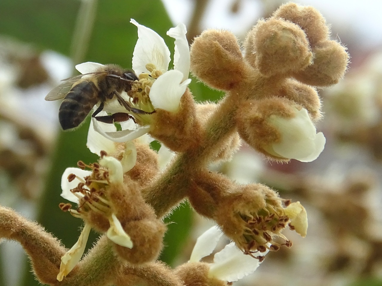 bee flower pollinator free photo