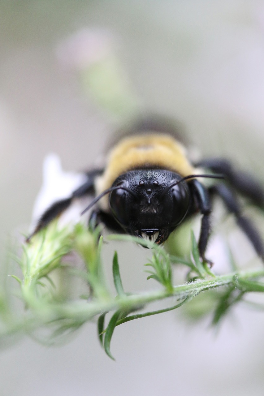 bee bumblebee macro free photo