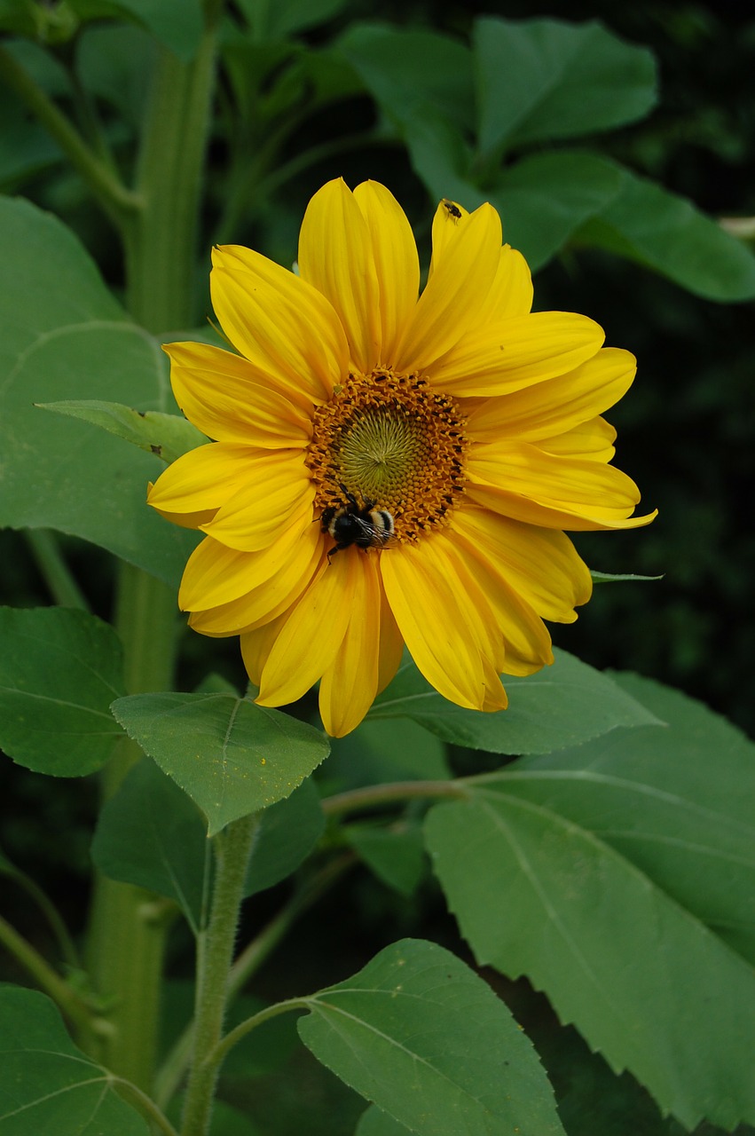 bee flower sunflower free photo