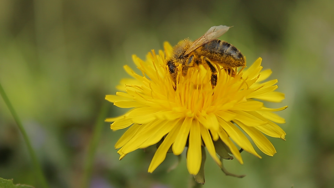 bee pollination yellow free photo