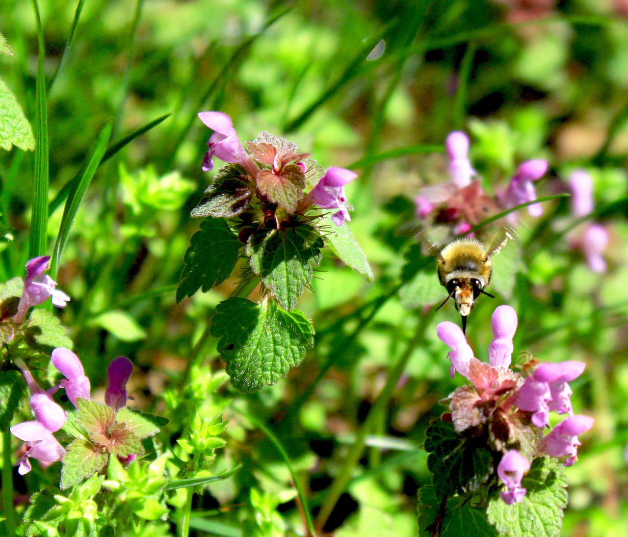 bee hummel insect free photo